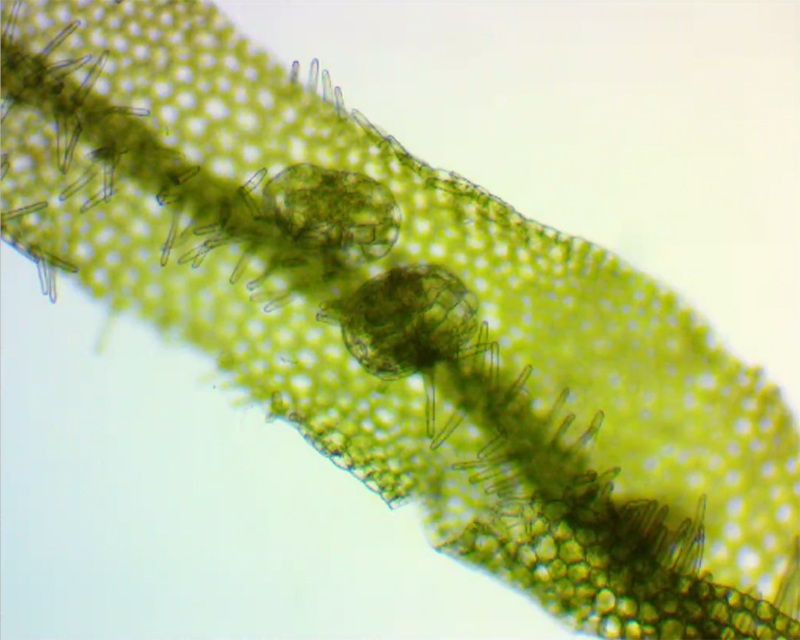 Metzgeria conjugata